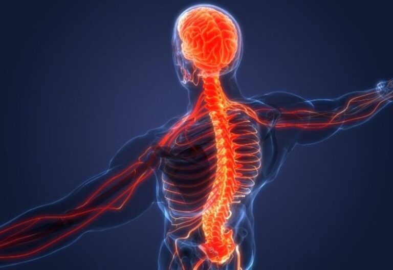 dây thần kinh có tác dụng gì