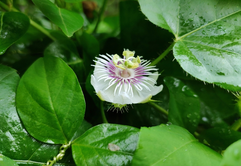 cây lạc tiên chữa mất ngủ