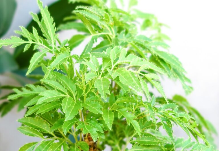 lá đinh lăng chữa mất ngủ