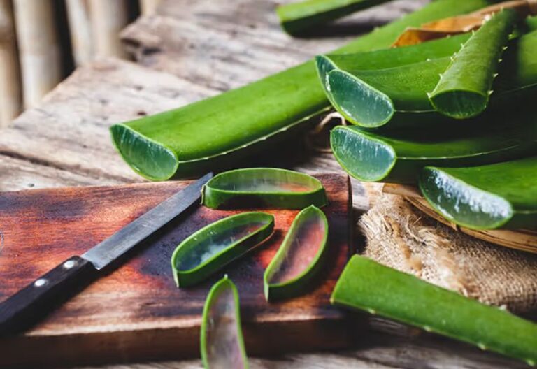 nha đam chống lão hóa