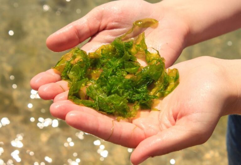 rong biển dinh dưỡng