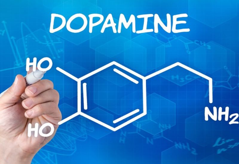 What effect does the hormone dopamine have