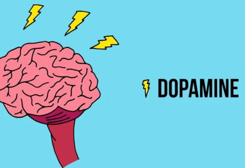 hormone dopamine có tác dụng gì