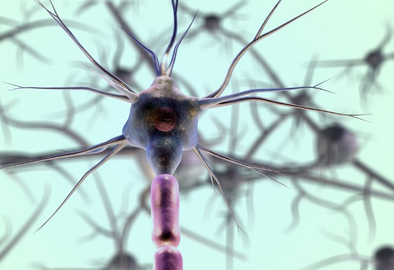 gamma aminobutyric acid là gì